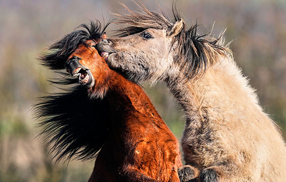 ������ ���� ������