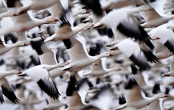 ������ ���� ������