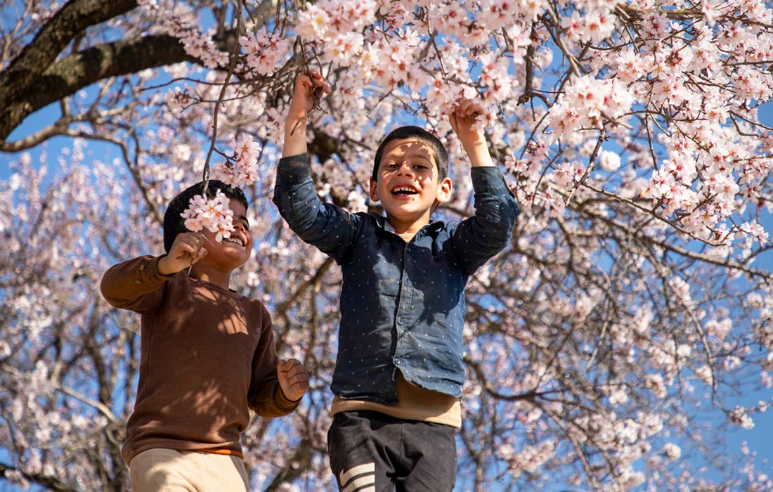 Дети из индийского Кашмира играют под деревьями миндаля