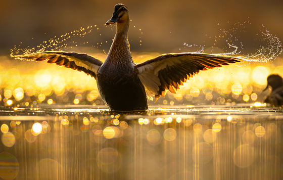 Лучшие фото недели Лучшие фото недели