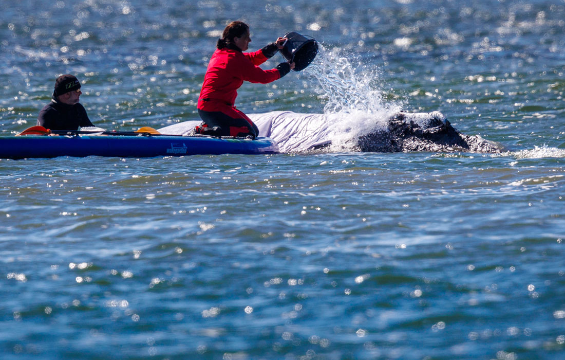 Волонтеры пытаются спасти горбатого кита, выбросившегося на мелководье Балтийского моря у берегов Германии