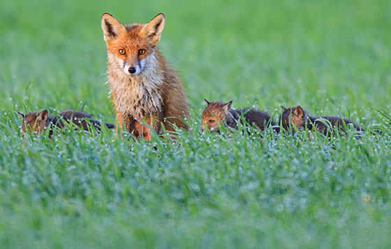 ����������� 27 ������