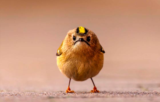 ��������� Comedy Wildlife Photo Awards
