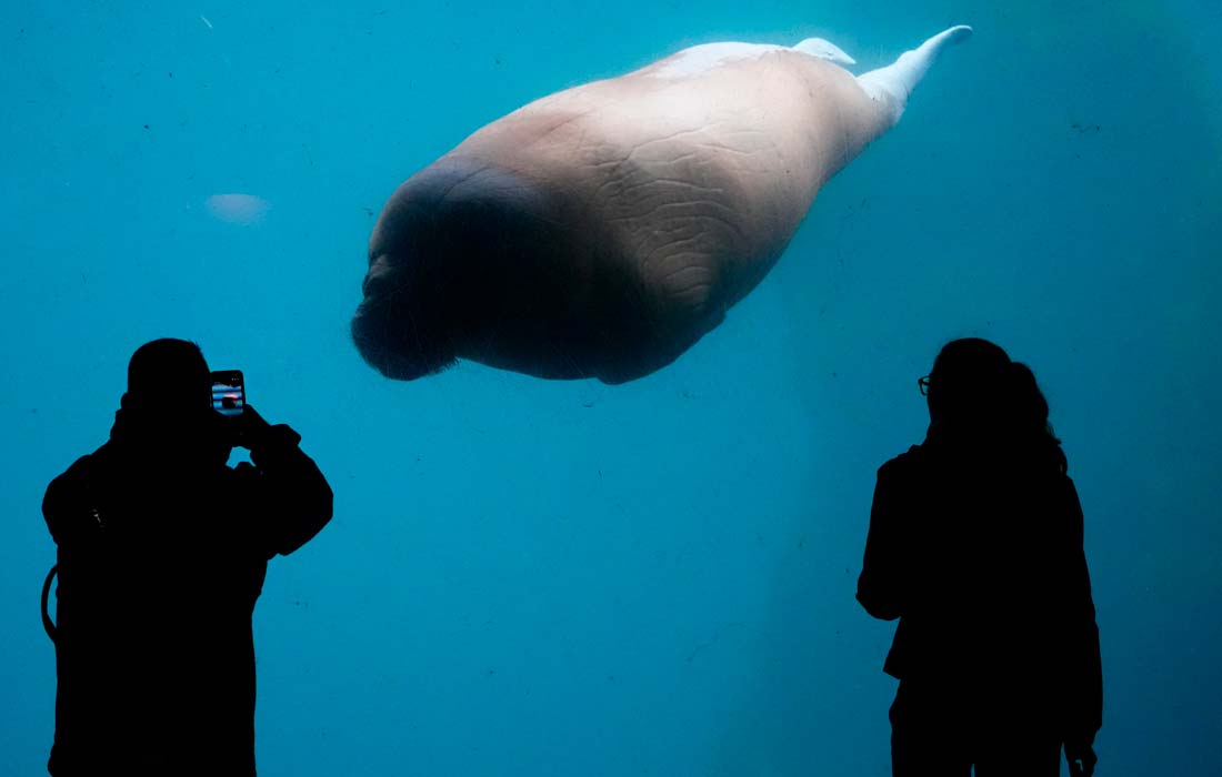 Морж изучает посетителей в зоопарке Хагенбека, Германия