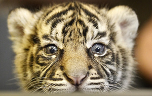 ��� ������ �����