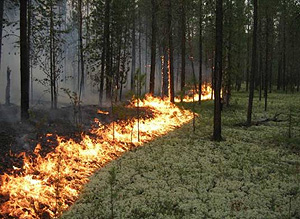 Пожары в Сибири: улучшения нет Пожары в Сибири: улучшения нет