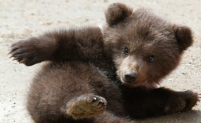 5 ����� �������� �������� ������