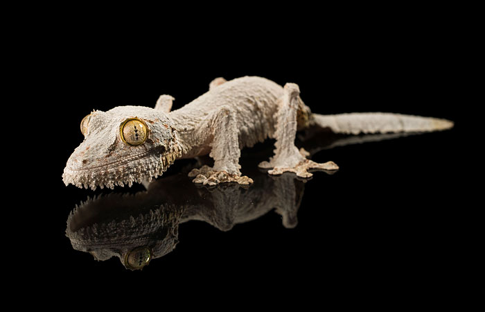 ������� � ����������� "�����-�" �������� ��������