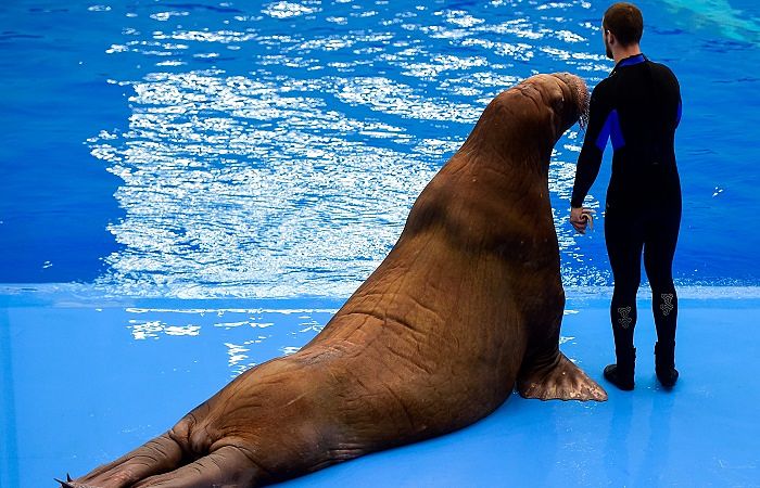 Тренера Приморского океанариума уволят за избиение моржа Тренера Приморского океанариума уволят за избиение моржа