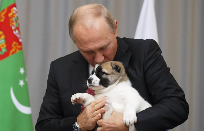Лидер Туркмении подарил Путину щенка алабая по кличке Верный Лидер Туркмении подарил Путину щенка алабая по кличке Верный
