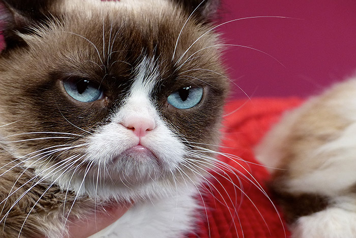 Умерла кошка-мем Grumpy Cat Умерла кошка-мем Grumpy Cat