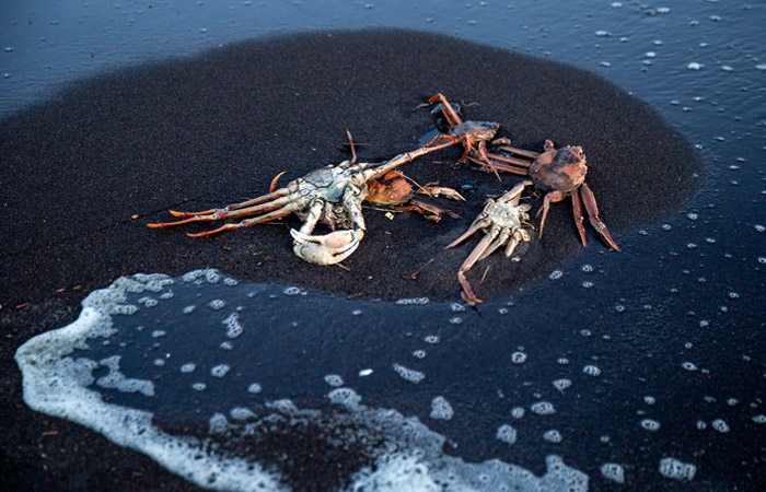 �����-��������, ����������� �� ����� ������������� �����