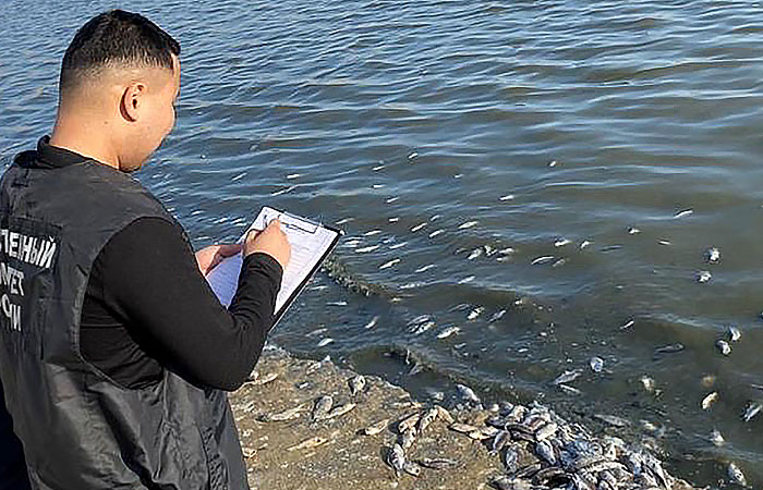 СК занялся проверкой данных о гибели рыбы в калмыцком водохранилище СК занялся проверкой данных о гибели рыбы в калмыцком водохранилище