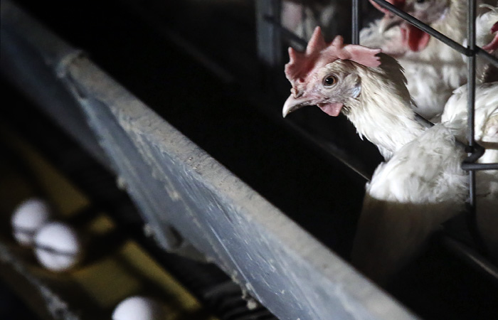 В РФ подтвержден первый случай заражения человека птичьим гриппом H5N8 В РФ подтвержден первый случай заражения человека птичьим гриппом H5N8