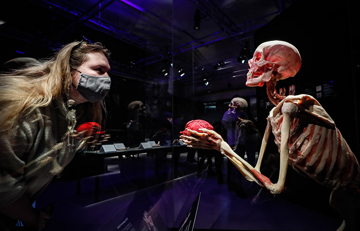 Бастрыкин поручил проверить выставку Body Worlds в Москве Бастрыкин поручил проверить выставку Body Worlds в Москве