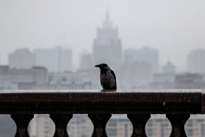 Дождь в московском регионе будет идти до утра воскресенья Дождь в московском регионе будет идти до утра воскресенья