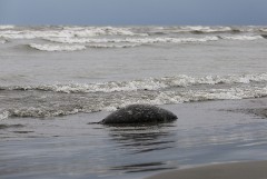 Число погибших на Каспии тюленей возросло уже до 2,5 тыс. особей