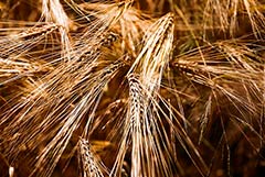 Viterra   Cargill     