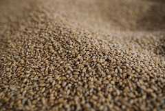 Пошлина на экспорт пшеницы из РФ с 29 ноября снизилась на 13,1%