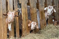 Россельхознадзор запретил ввоз и транзит овец и коз из Болгарии и Румынии Россельхознадзор запретил ввоз и транзит овец и коз из Болгарии и Румынии