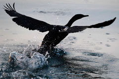 Глава Бурятии высказался за сокращение популяции бакланов на Байкале Глава Бурятии высказался за сокращение популяции бакланов на Байкале