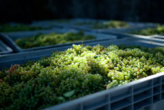 ГК "Абрау-Дюрсо" в 2025 году собрала рекордные 26 тыс. т винограда ГК "Абрау-Дюрсо" в 2025 году собрала рекордные 26 тыс. т винограда