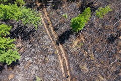 Правительство РФ направит 70 млрд рублей на восстановление лесов Правительство РФ направит 70 млрд рублей на восстановление лесов