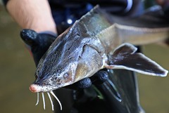 Запасы осетровых в Азовском море достигли 3 тыс. т Запасы осетровых в Азовском море достигли 3 тыс. т