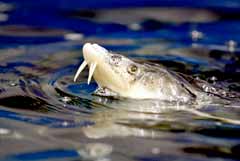 Росрыболовство допускает возобновление промысла осетровых в Азовском море в 2027-2028 гг. Росрыболовство допускает возобновление промысла осетровых в Азовском море в 2027-2028 гг.