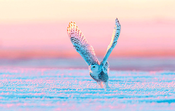 ������ ���� ������