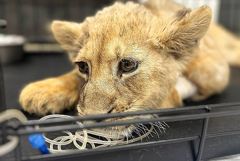 ���������� ����������� ������ �������� ����� ������� ������� � �������