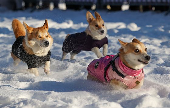 C������� ����� "�����-Trail" � ���������