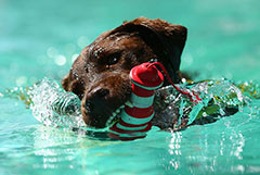 ��� ��������� � ���� �����. �������� ��������