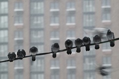 ����������� ��������� � ������ � �����������