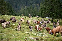 ��� ��������� � ���� �����. �������� ��������