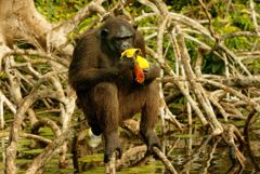 ��� ��������� � ���� �����. �������� ��������