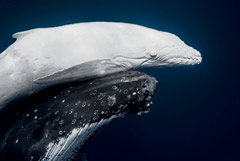 Что произошло в мире науки. Вечерний дайджест Что произошло в мире науки. Вечерний дайджест