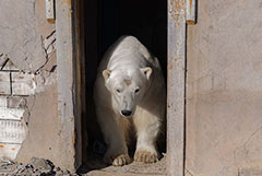 ����������� ������� ������� "��������� �����������" ��� ����������� ����� ��������