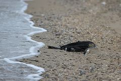 ����� 200 �������� ���� ���������� �� ��������� �����