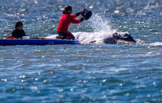 ����������� 24 ������